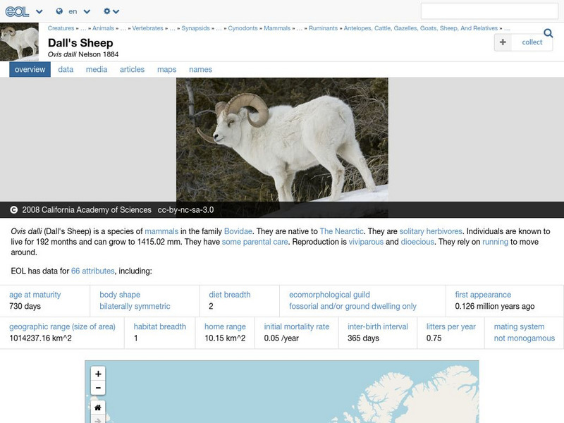 Encyclopedia of Life: Dall's Sheep Handout