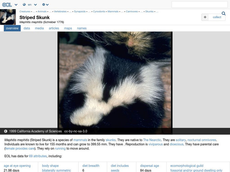 Encyclopedia of Life: Striped Skunk Handout