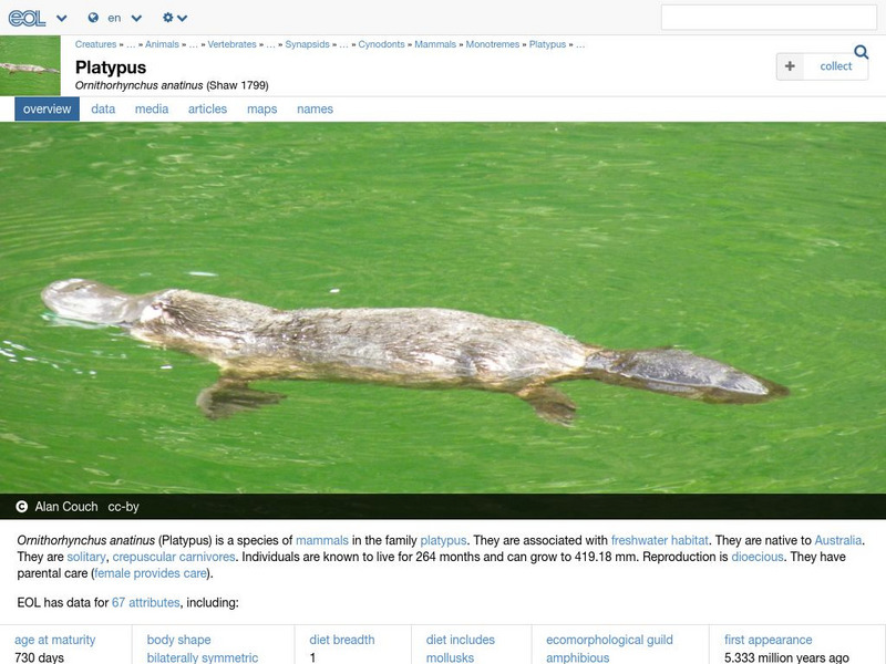 Encyclopedia of Life: Duck Billed Platypus Handout
