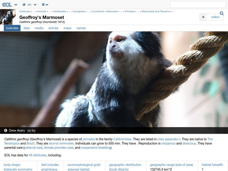 Encyclopedia of Life: White Fronted Marmoset Handout