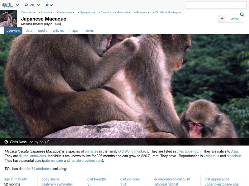 Encyclopedia of Life: Japanese Macaque Handout Encyclopedia of Life: Japanese Macaque Handout