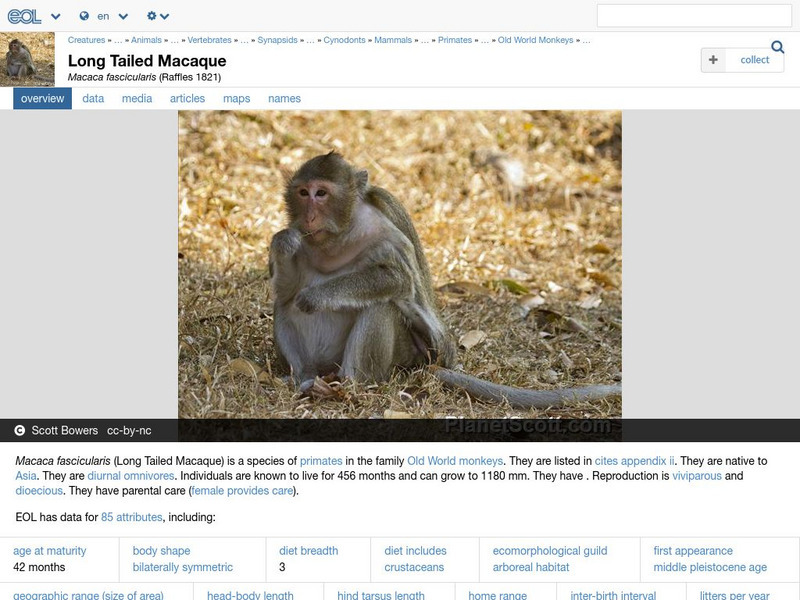 Encyclopedia of Life: Long Tailed Macaque Handout Encyclopedia of Life: Long Tailed Macaque Handout