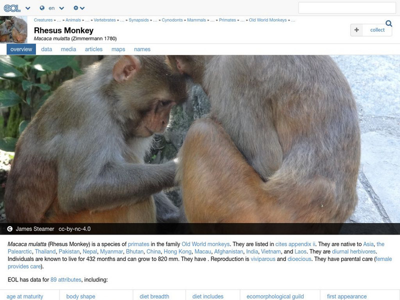 Encyclopedia of Life: Rhesus Macaque Handout Encyclopedia of Life: Rhesus Macaque Handout