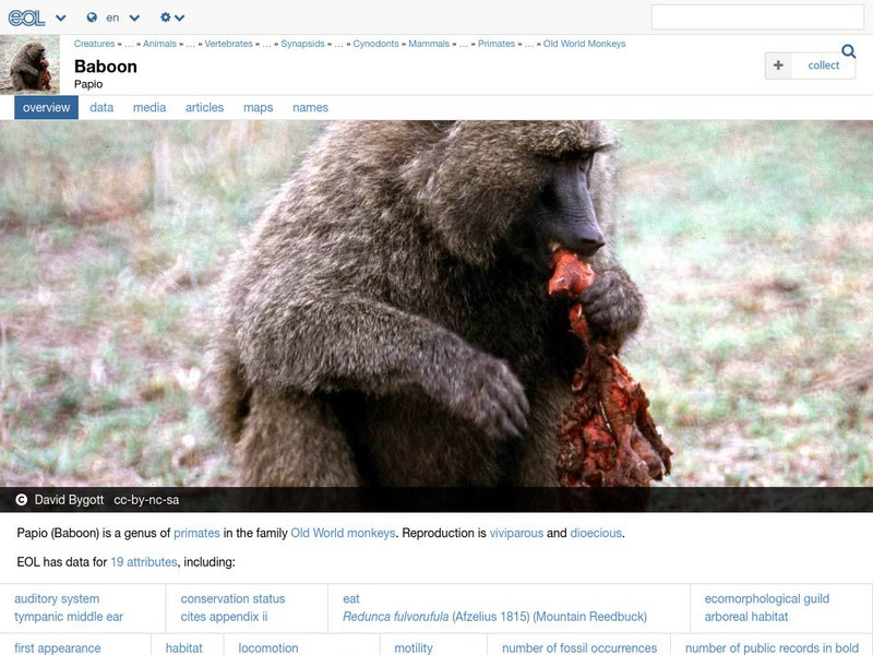 Encyclopedia of Life: Baboons Handout Encyclopedia of Life: Baboons Handout