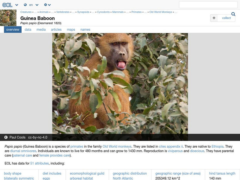 Encyclopedia of Life: Guinea Baboon Handout Encyclopedia of Life: Guinea Baboon Handout