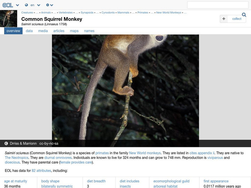 Encyclopedia of Life: Common Squirrel Monkey Handout