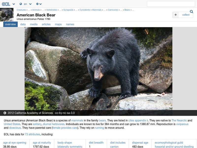 Encyclopedia of Life: American Black Bear Handout Encyclopedia of Life: American Black Bear Handout