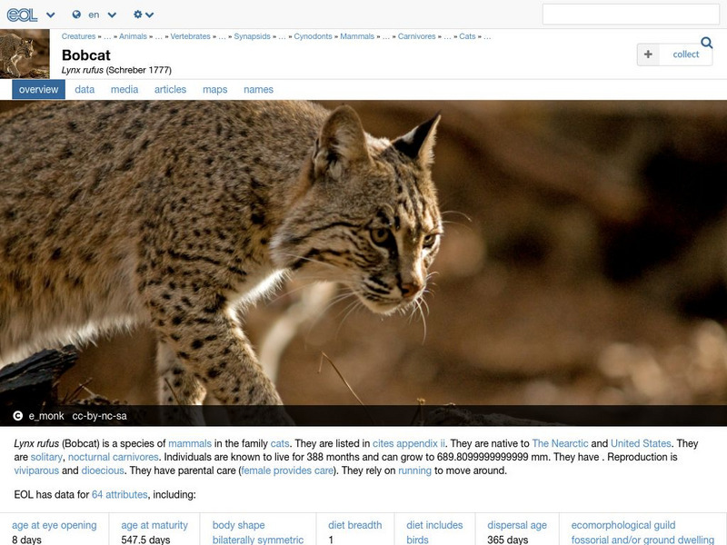 Encyclopedia of Life: Bobcat Handout