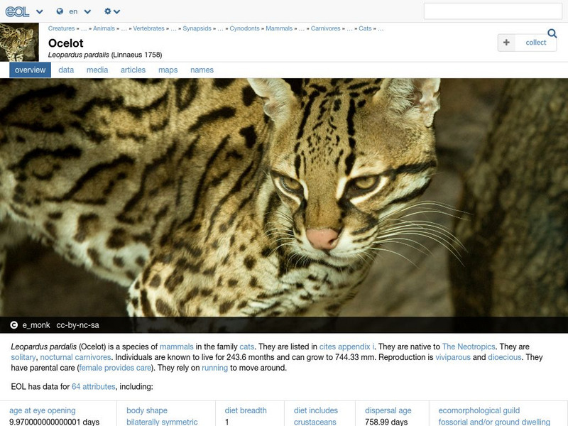 Encyclopedia of Life: Ocelot Handout