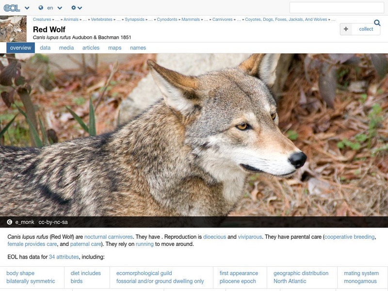 Encyclopedia of Life: Red Wolf Handout