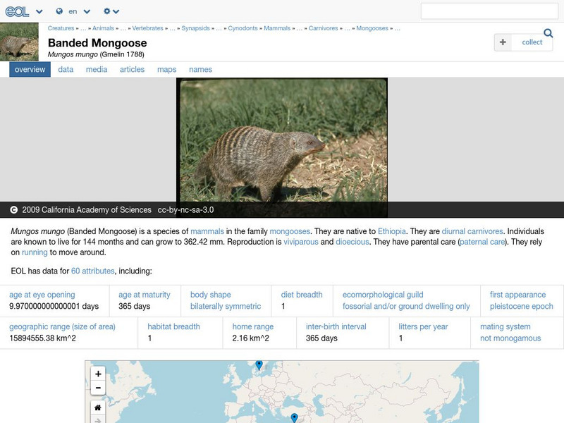 Encyclopedia of Life: Banded Mongoose Handout Encyclopedia of Life: Banded Mongoose Handout