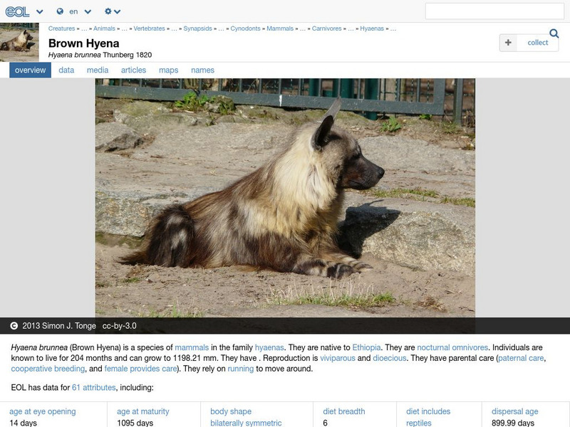 Encyclopedia of Life: Brown Hyena Handout