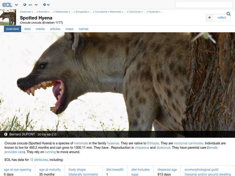 Encyclopedia of Life: Spotted Hyena Handout