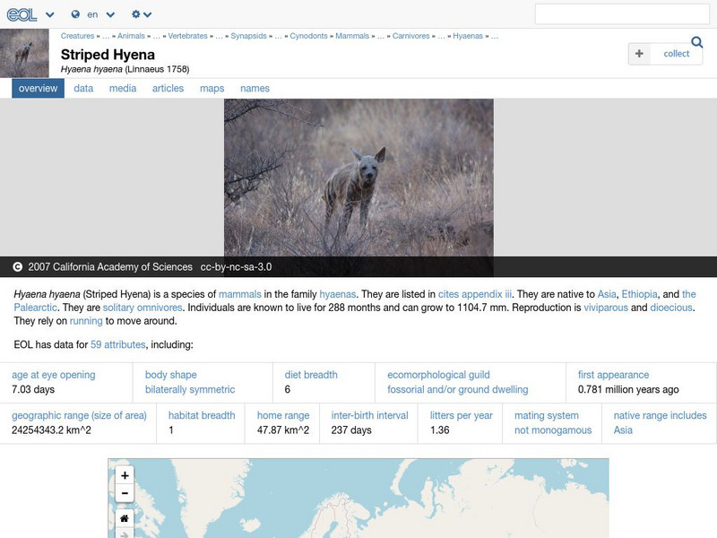 Encyclopedia of Life: Striped Hyena Handout