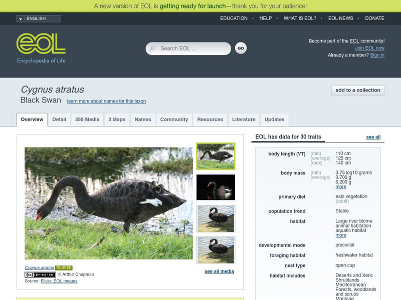 Encyclopedia of Life: Black Swan Handout