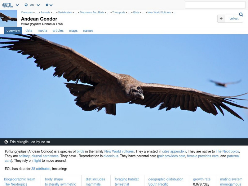 Encyclopedia of Life: Andean Condor Handout Encyclopedia of Life: Andean Condor Handout