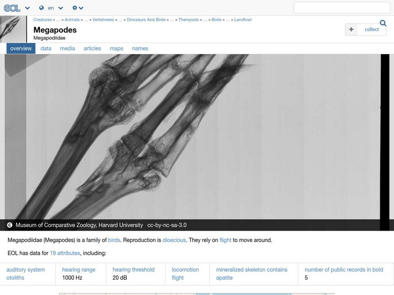 Encyclopedia of Life: Megapodes Handout