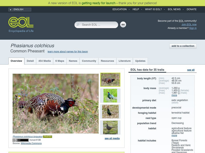 Encyclopedia of Life: Common Pheasant Handout Encyclopedia of Life: Common Pheasant Handout