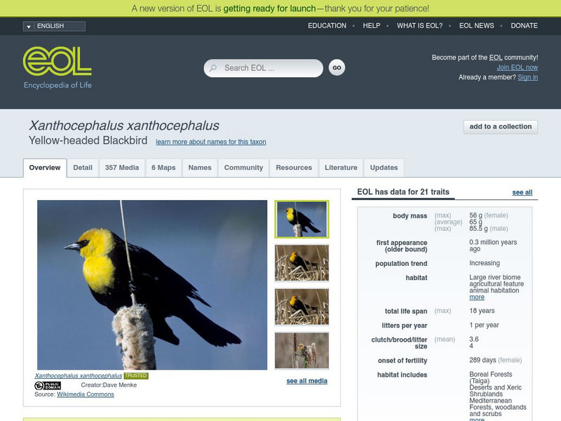 Encyclopedia of Life: Yellow Headed Blackbird Handout Encyclopedia of Life: Yellow Headed Blackbird Handout