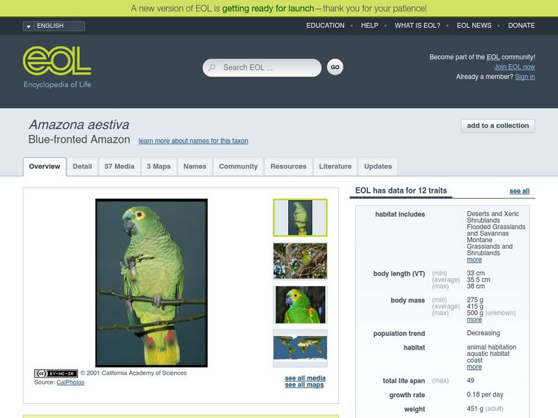 Encyclopedia of Life: Blue Fronted Parrot Handout