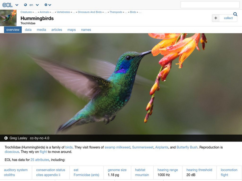 Encyclopedia of Life: Hummingbirds Handout