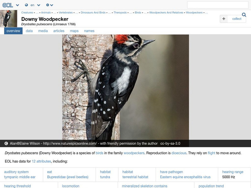 Encyclopedia of Life: Downy Woodpecker Handout Encyclopedia of Life: Downy Woodpecker Handout