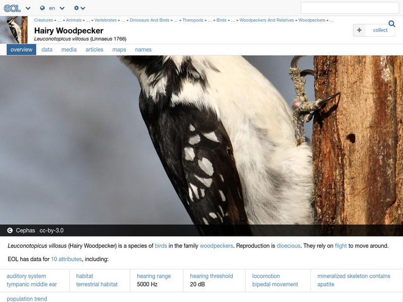 Encyclopedia of Life: Hairy Woodpecker Handout