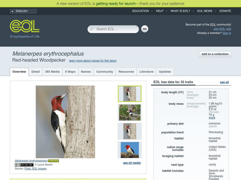 Encyclopedia of Life: Red Headed Woodpecker Handout