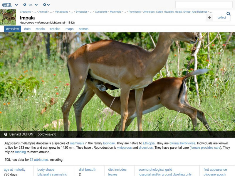 Encyclopedia of Life: Impala Handout
