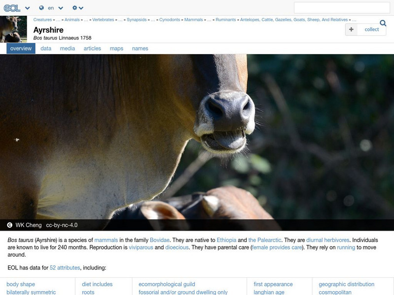 Encyclopedia of Life: Domestic Cattle Handout Encyclopedia of Life: Domestic Cattle Handout