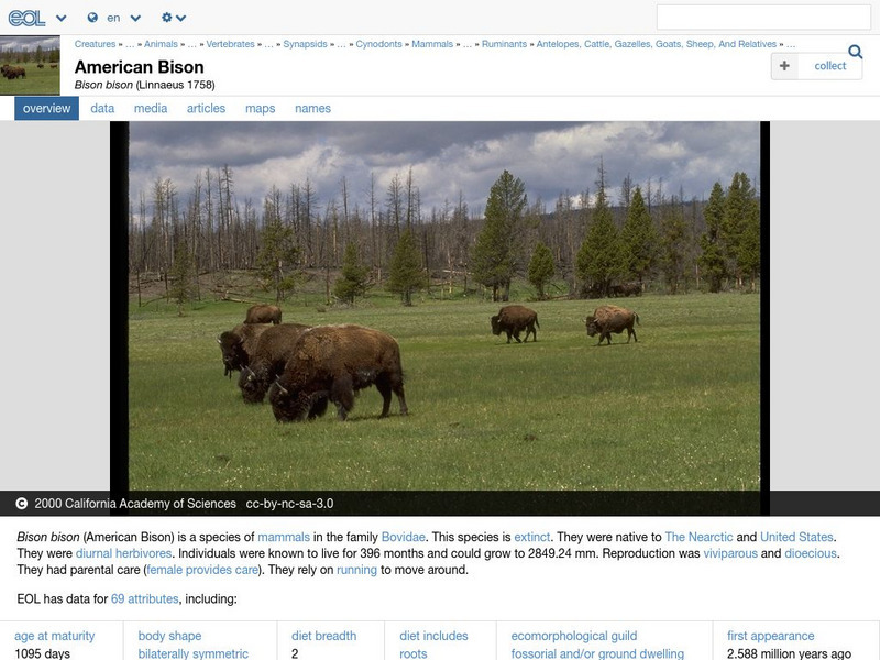 Encyclopedia of Life: American Bison Handout