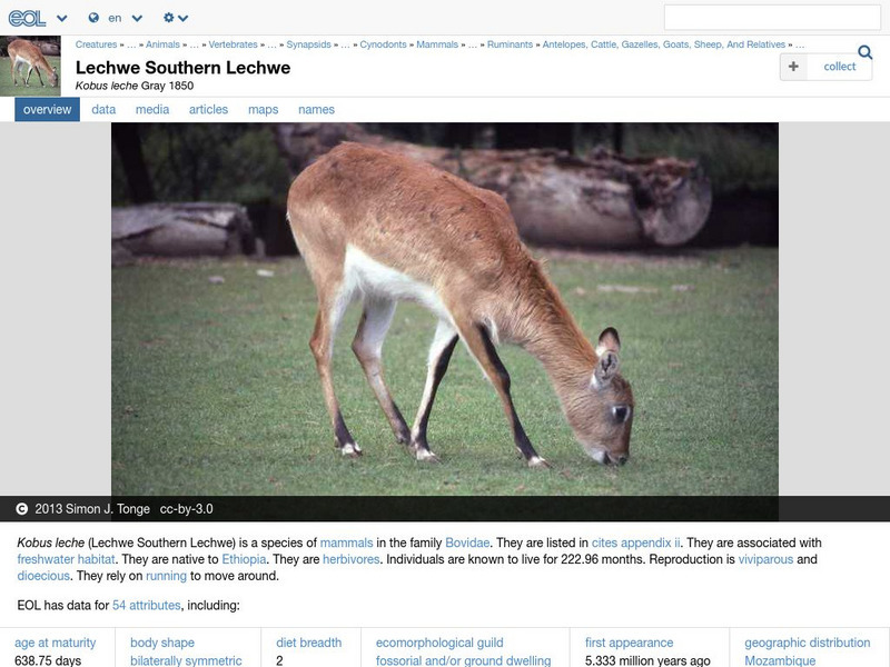 Encyclopedia of Life: Red Lechwe Handout