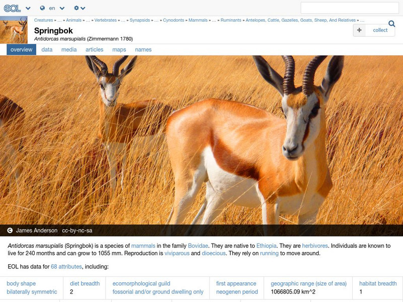 Encyclopedia of Life: Springbok Handout