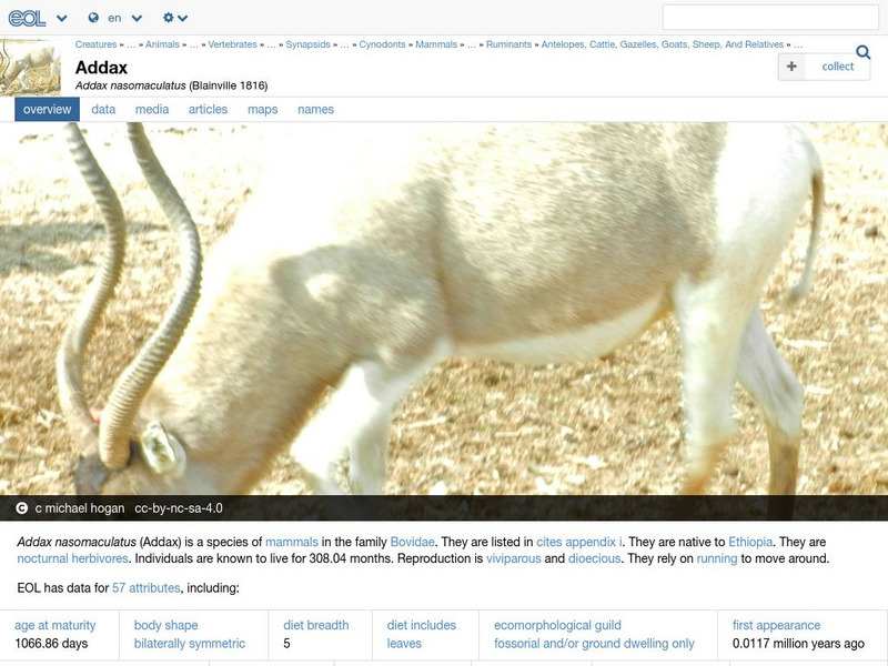 Encyclopedia of Life: Addax Handout