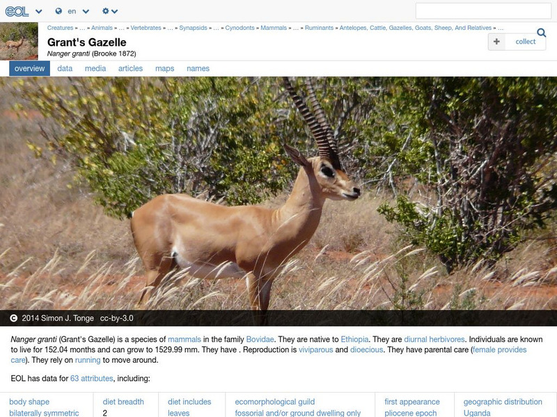 Encyclopedia of Life: Grant's Gazelle Handout