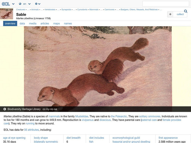 Encyclopedia of Life: Sable Handout