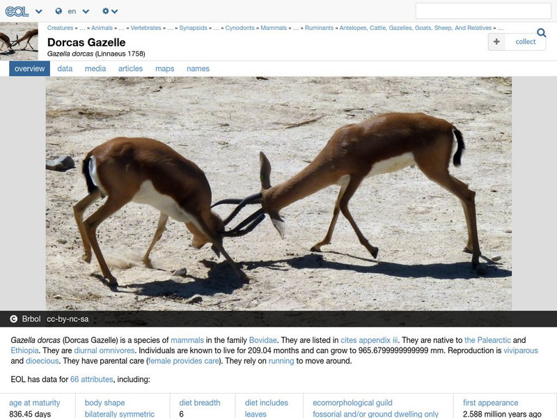 Encyclopedia of Life: Dorcas Gazelle Handout