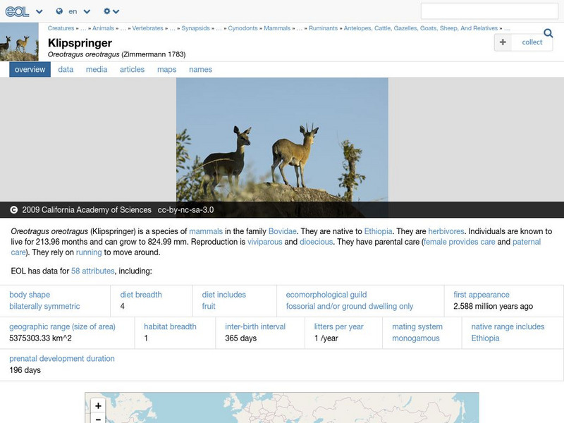 Encyclopedia of Life: Klipspringer Handout Encyclopedia of Life: Klipspringer Handout