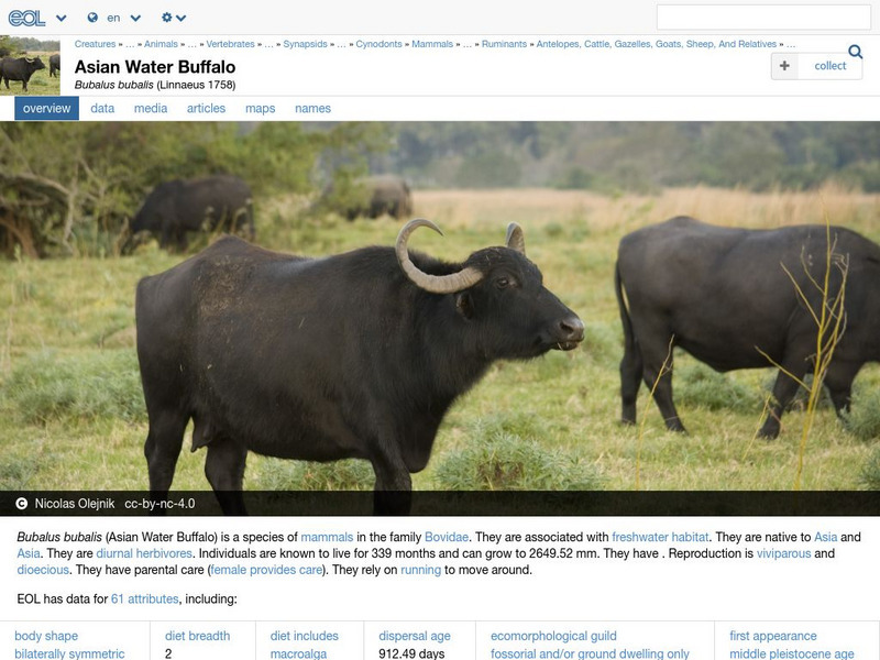 Encyclopedia of Life: Asian Water Buffalo Handout