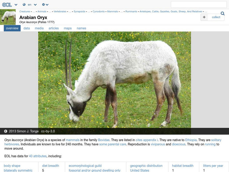 Encyclopedia of Life: Arabian Oryx Handout