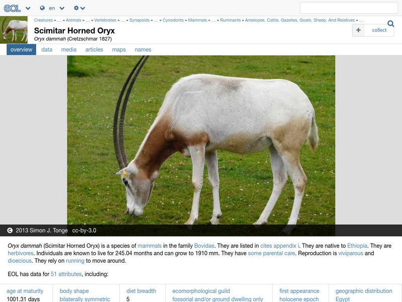 Encyclopedia of Life: Scimitar Horned Oryx Handout