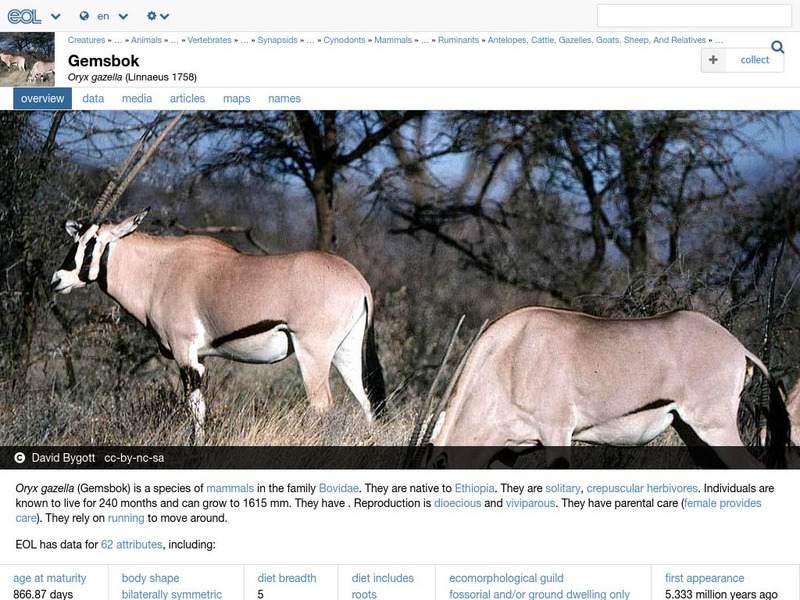 Encyclopedia of Life: Gemsbok Handout