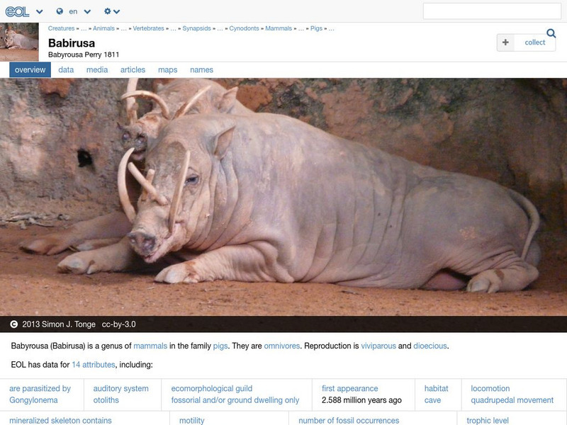Encyclopedia of Life: Babirusas Handout