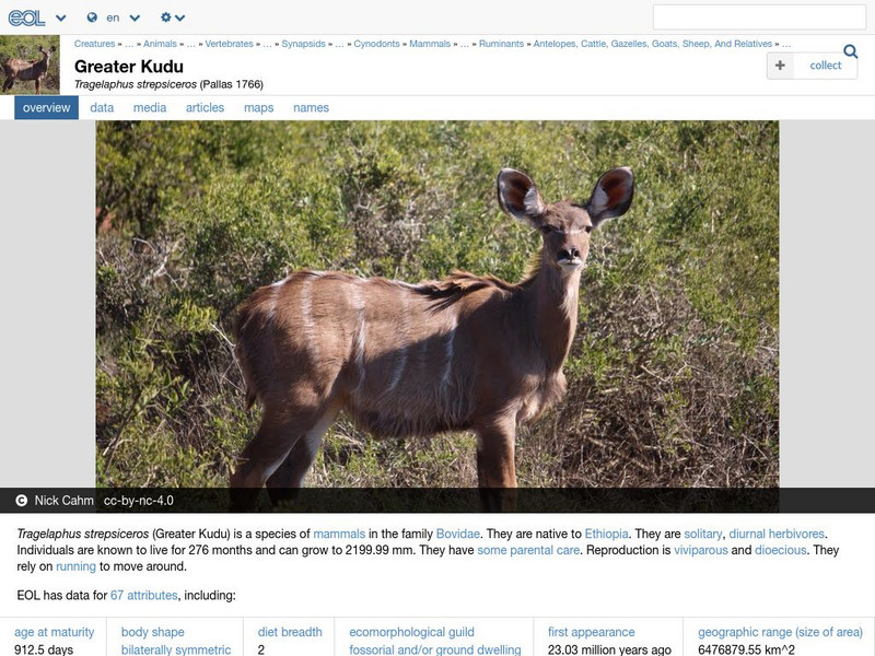 Encyclopedia of Life: Greater Kudu Handout