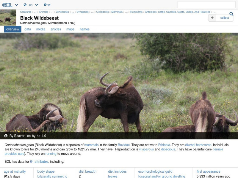 Encyclopedia of Life: Black Wildebeest Handout