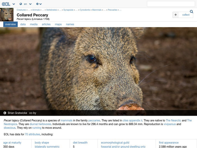 Encyclopedia of Life: Collared Peccary Handout