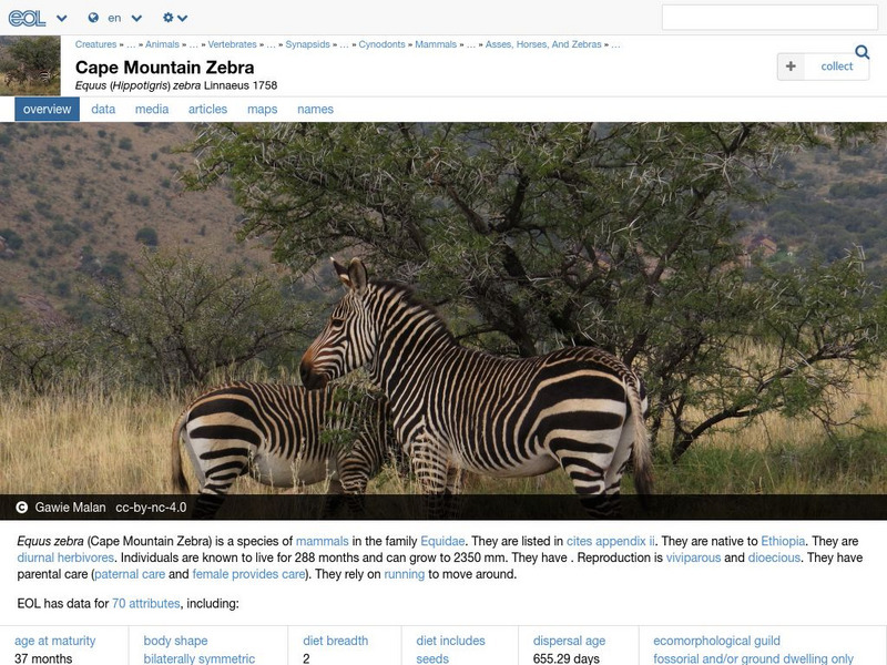 Encyclopedia of Life: Mountain Zebra Handout