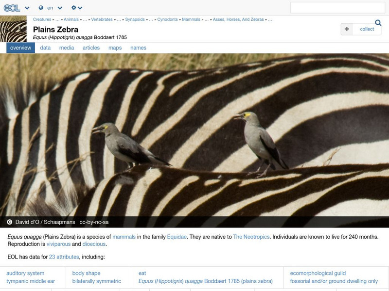 Encyclopedia of Life: Plains Zebra Handout