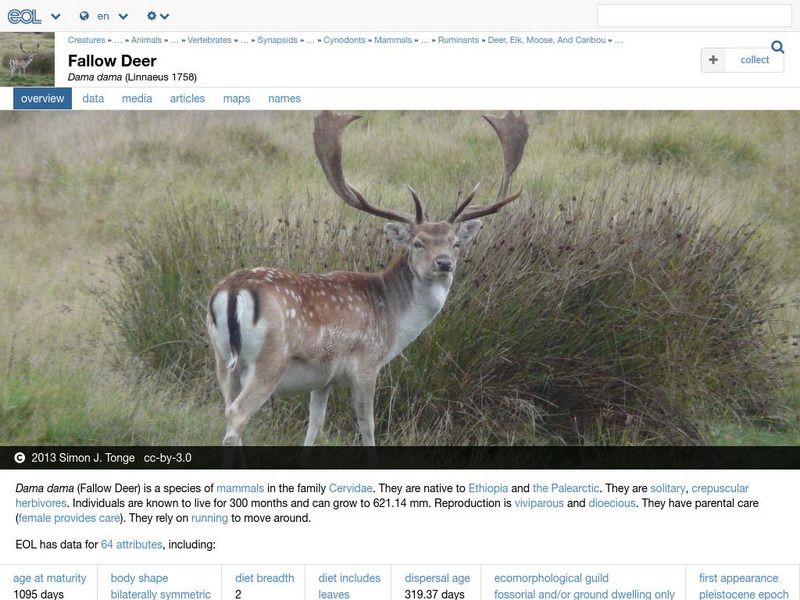 Encyclopedia of Life: Fallow Deer Handout