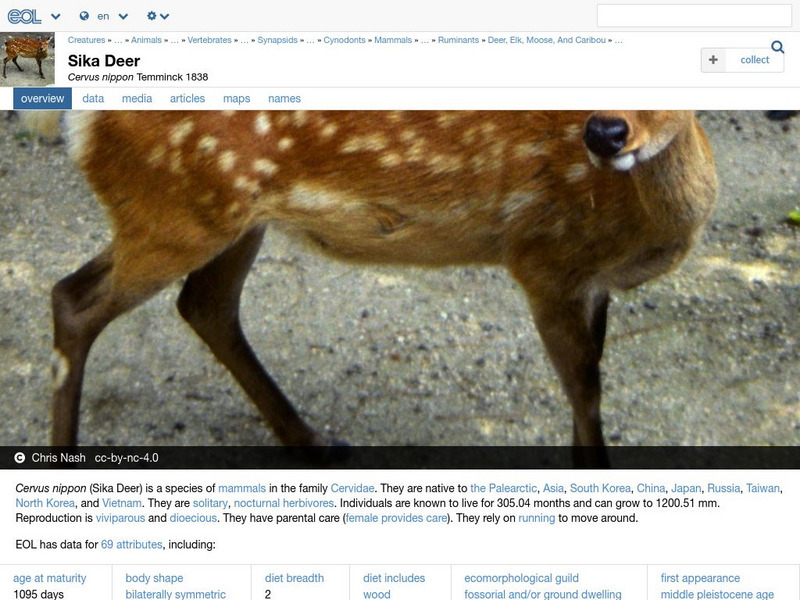 Encyclopedia of Life: Sika Deer Handout